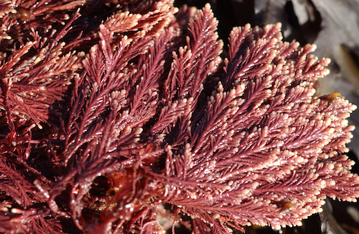 Corallina elongata